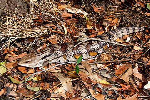 Hartley's Crocodile Adventures General Entry Ticket - Sydney Tourism 5