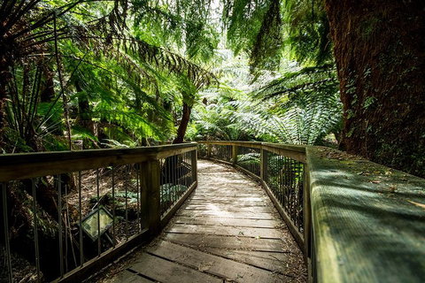 Small-Group Great Ocean Road Experience And Surf Coast Tour - Sydney Tourism 1