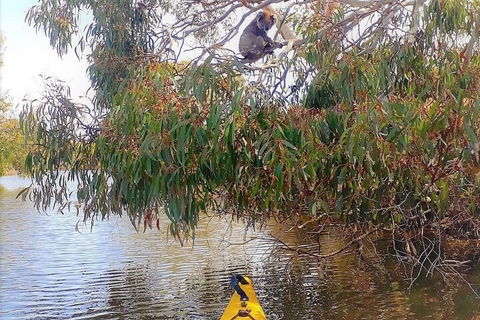 Kangaroo Island Self-Guided Kayaking On The Harriet River - Sydney Tourism 4