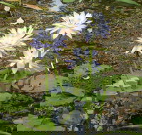 Yellow Water Cruise - Kakadu - Sydney Tourism