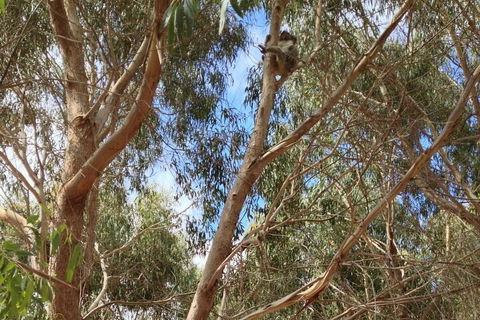 Kangaroo Island 4WD Tour - Best Of KI In 2 Days - Sydney Tourism 0