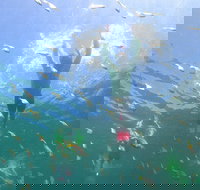 Manly Snorkel Trip and Nature Walk with Local Guide - Sydney Tourism