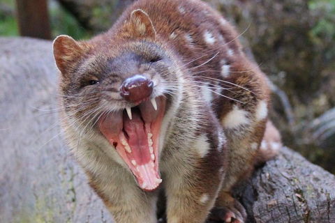 After Dark Tasmanian Devil Feeding Tour At Cradle Mountain - Sydney Tourism 0