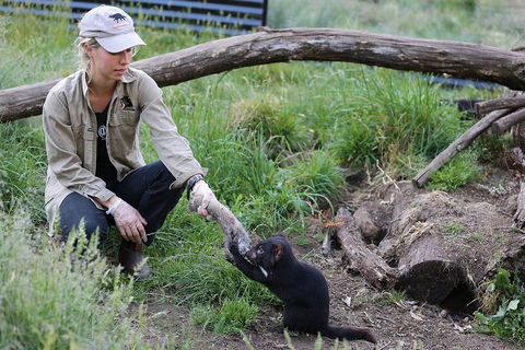 After Dark Tasmanian Devil Feeding Tour At Cradle Mountain - Sydney Tourism 1