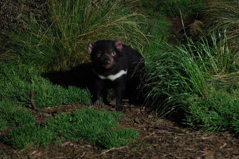 After Dark Tasmanian Devil Feeding Tour At Cradle Mountain - Sydney Tourism 4