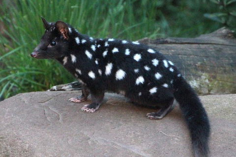After Dark Tasmanian Devil Feeding Tour At Cradle Mountain - Sydney Tourism 5