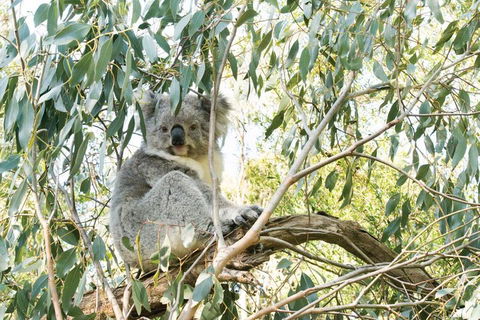 Ultimate Reverse Direction - 12 Apostles, Great Ocean Road - Small Group Tour - Sydney Tourism 5