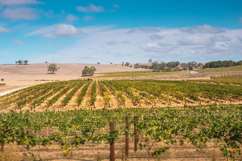 Barossa Valley Private Tour (from 2 To 11 People) - Sydney Tourism 2