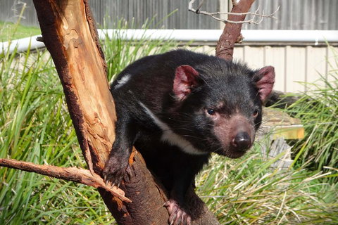Tasmania 4 Day East Coast + Launceston - Sydney Tourism 2