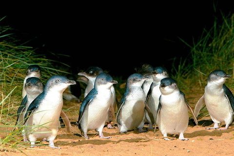 Phillip Island Penguins Private Tour - Sydney Tourism 0