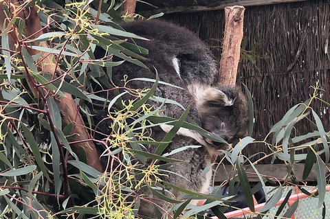 Phillip Island Penguins Private Tour - Sydney Tourism 2