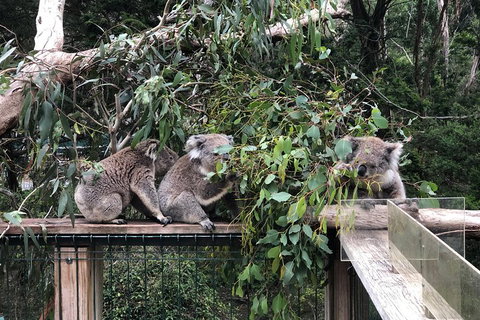 Phillip Island Penguins Private Tour - Sydney Tourism 3