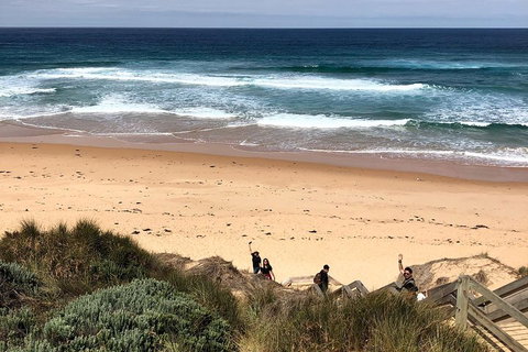 Phillip Island Penguins Private Tour - Sydney Tourism 4