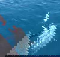 Noosa Thriller - 500hp Ocean Adventure Ride - Sydney Tourism