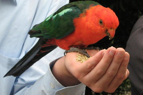 O'Reilly's & Lamington National Park From Brisbane - Sydney Tourism 1