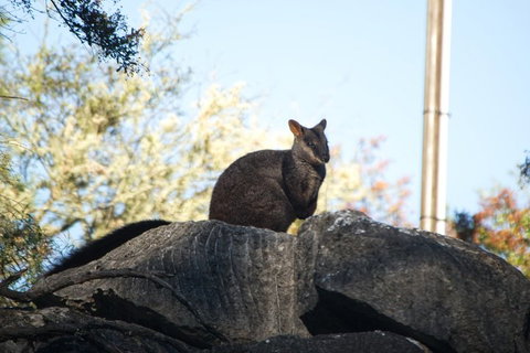 The Explorers' Discovery Tour - Gold, Wine & Wildlife - Sydney Tourism 4