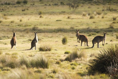 The Explorers' Discovery Tour - Gold, Wine & Wildlife - Sydney Tourism 5