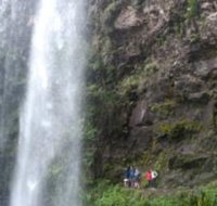 Springbrook National Park Discovery Full-Day Bushwalking Tour - Sydney Tourism