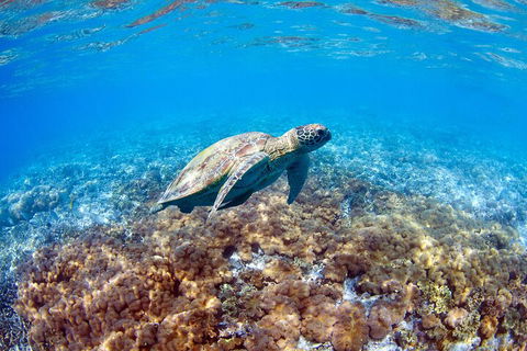 Great Barrier Reef Day Cruise To Reefworld - Sydney Tourism 5