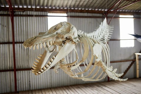 Albany's Whale Story - Sydney Tourism 3