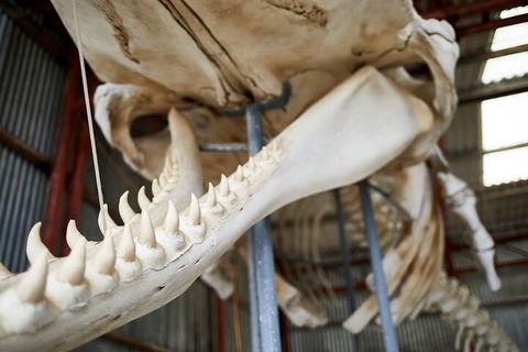 Albany's Whale Story - Sydney Tourism 5