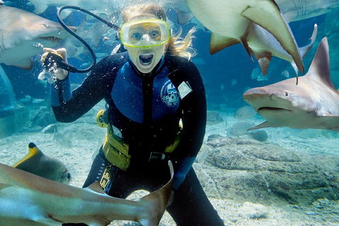 Shark Dive Experience At SEA LIFE Melbourne Aquarium - Sydney Tourism 0