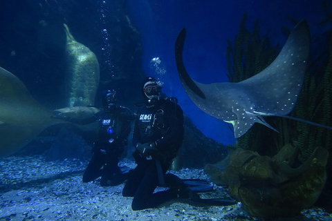 Shark Dive Experience At SEA LIFE Melbourne Aquarium - Sydney Tourism 1