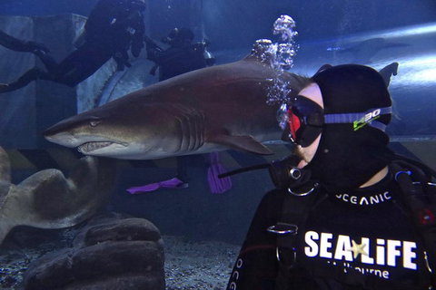 Shark Dive Experience At SEA LIFE Melbourne Aquarium - Sydney Tourism 2