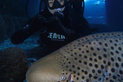 Shark Dive Experience At SEA LIFE Melbourne Aquarium - Sydney Tourism 5