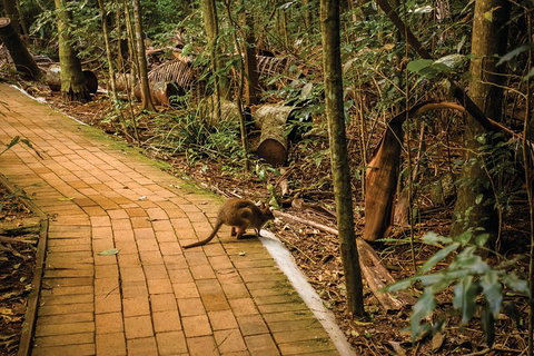 Full Day Sunshine Coast Hinterland Luxury Small Group Tour From Brisbane - Sydney Tourism 3