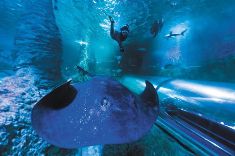 Snorkel With Sharks At AQWA - Sydney Tourism 0