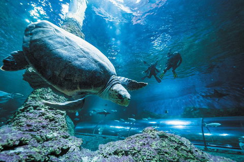 Snorkel With Sharks At AQWA - Sydney Tourism 4