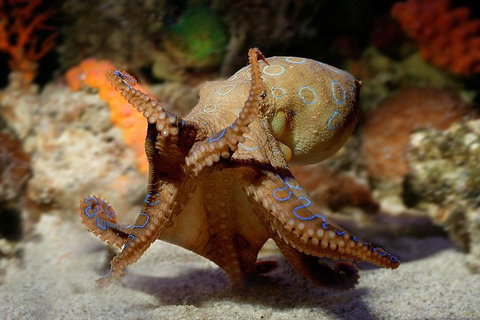 Glass Bottom Boat & Entry At AQWA - Sydney Tourism 0