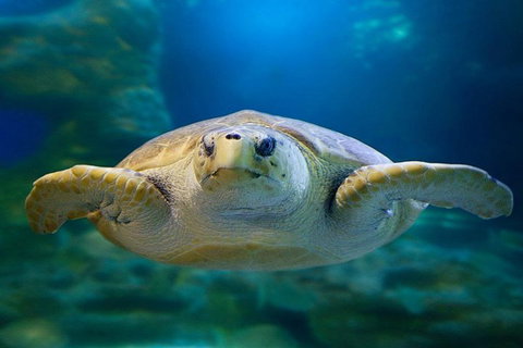 Glass Bottom Boat & Entry At AQWA - Sydney Tourism 1