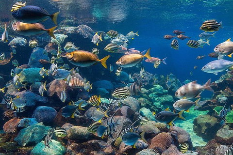 Glass Bottom Boat & Entry At AQWA - Sydney Tourism 3