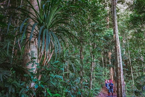 Atherton Tablelands Rain Forest By Night From Cairns - Sydney Tourism 0