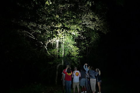 Atherton Tablelands Rain Forest By Night From Cairns - Sydney Tourism 2