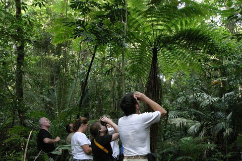 Atherton Tablelands Rain Forest By Night From Cairns - Sydney Tourism 3