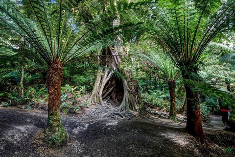 Adelaide To Melbourne 3-Day Trip Through Grampians And Great Ocean Road - Sydney Tourism 0