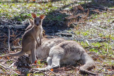 Adelaide To Melbourne 3-Day Trip Through Grampians And Great Ocean Road - Sydney Tourism 5