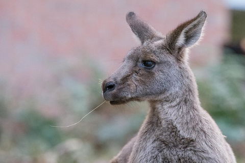 Grampians National Park With Kangaroos And MacKenzie Falls From Melbourne - Sydney Tourism 0