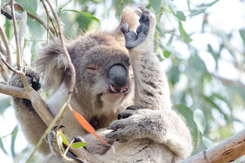 Great Ocean Road Reverse Itinerary With 12 Apostles From Melbourne - Sydney Tourism 1
