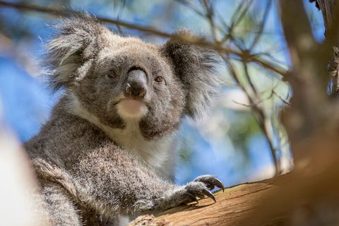 Phillip Island Penguin And Koala Highlights Day-Trip From Melbourne - Sydney Tourism 2