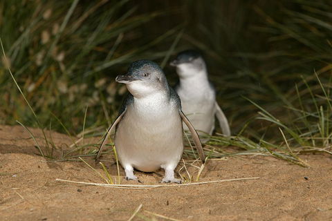 Phillip Island Penguin And Koala Highlights Day-Trip From Melbourne - Sydney Tourism 3