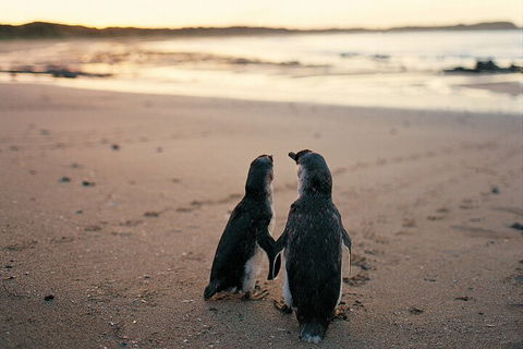 Phillip Island Penguin And Koala Highlights Day-Trip From Melbourne - Sydney Tourism 4