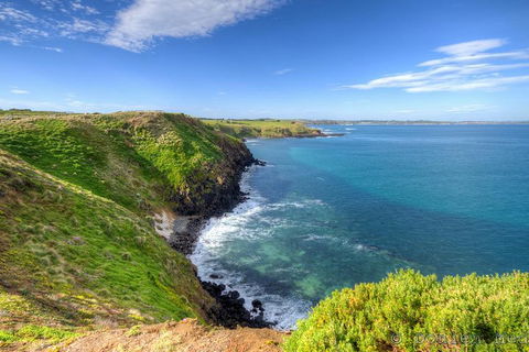 Phillip Island Penguin And Koala Highlights Day-Trip From Melbourne - Sydney Tourism 5