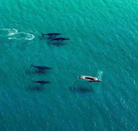 40-45 Minute Port Stephens and Stockton Beach Helicopter Flight - For 2