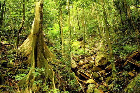Barron Gorge And Kuranda National Park Half Day Rainforest And Waterfall 4WD Tour From Cairns - Sydney Tourism 4