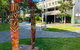 Cairns History Walking Tour - thumb 4