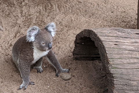 Australian Wildlife & Waterfalls Private Tour With 'Personalised Sydney Tours' - Sydney Tourism 0